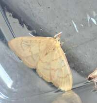 Ecpyrrhorrhoe puralis