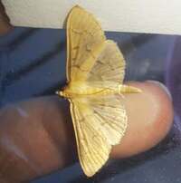 Herpetogramma theseusalis