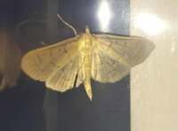 Herpetogramma theseusalis