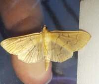 Herpetogramma theseusalis