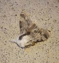 Tolype notialis