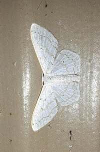 Idaea tacturata