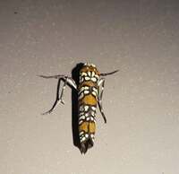 Atteva aurea
