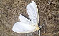 Cycnia tenera