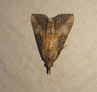 Hypena scabra