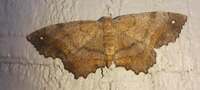 Hypagyrtis esther