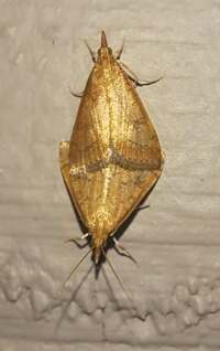 Udea rubigalis