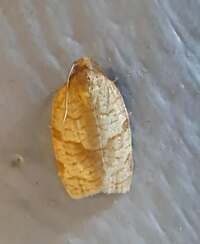 Choristoneura parallela