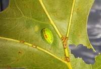 Heterogenea shurtleffi