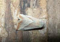 Eublemma recta