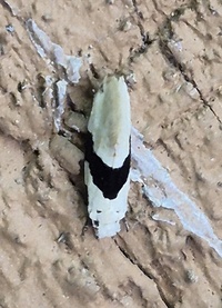 Nemapogon clematella of authors