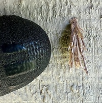 Astala confederata
