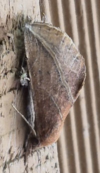 Phyprosopus callitrichoides