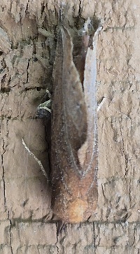 Phyprosopus callitrichoides