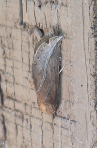 Phyprosopus callitrichoides