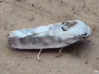 Antaeotricha leucillana