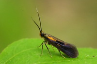 Mathildana newmanella