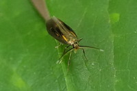 Mathildana flipria