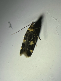 Oegoconia novimundi