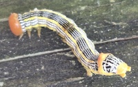 Symmerista unidentified species