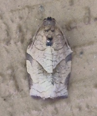 Choristoneura rosaceana