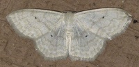 Scopula limboundata