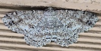 Melanolophia canadaria