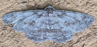 Iridopsis vellivolata
