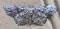Hypagyrtis unipunctata
