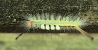 Orgyia leucostigma