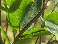 Dasylophia anguina