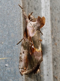 Eosphoropteryx thyatyroides
