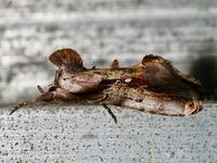 Eosphoropteryx thyatyroides