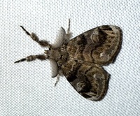 Orgyia definita