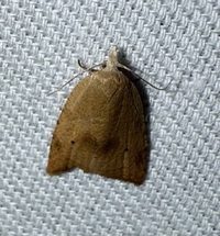 Coelostathma discopunctana