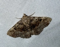Metalectra discalis