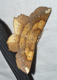 Euchlaena amoenaria