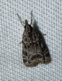 Eudonia heterosalis