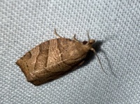 Pandemis lamprosana
