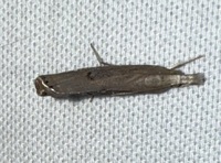 Parapediasia teterrellus
