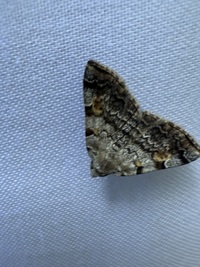 Idia americalis