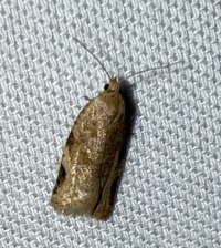 Clepsis virescana