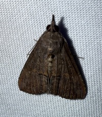 Hypena scabra
