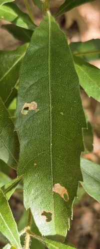 Coptodisca new species 1 - on Morella