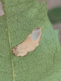 Coptodisca new species 1 - on Morella