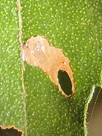 Coptodisca new species 1 - on Morella