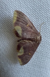 Lophosis labeculata