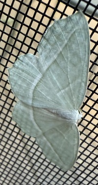 Campaea perlata