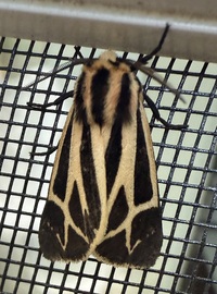 Apantesis nais