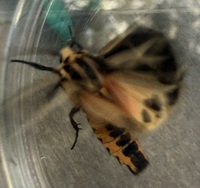 Apantesis nais
